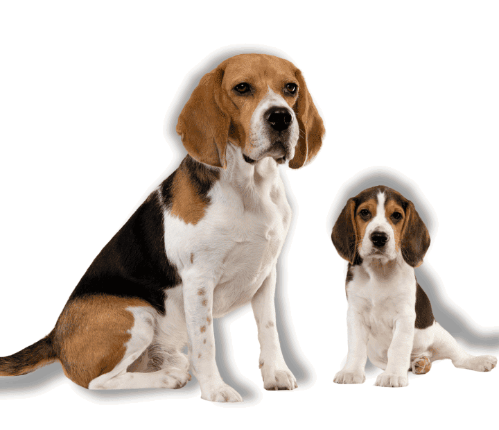 ¿Cuál es la edad ideal para adiestrar un perro?