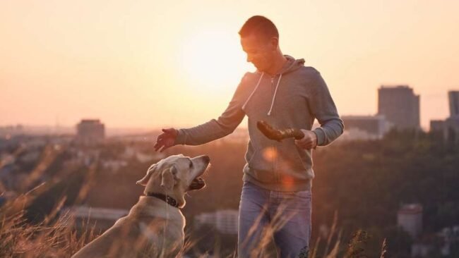imposición y la ausencia total de dirección en el perro