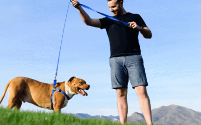 LIMA en el Adiestramiento Canino: Least Intrusive, Minimally Aversive