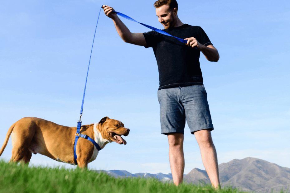 LIMA en el Adiestramiento Canino: Least Intrusive, Minimally Aversive