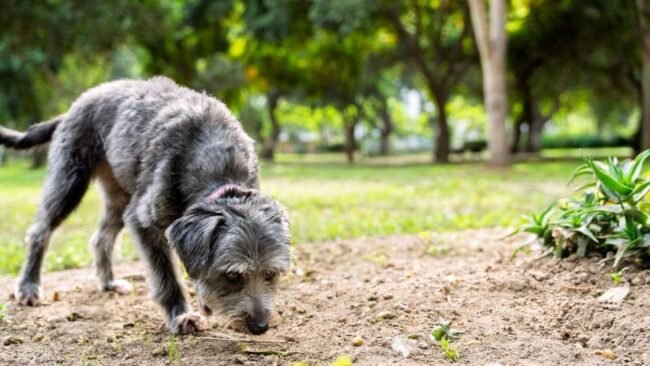 ¿Cuánta libertad es libertad real para nuestro perro?