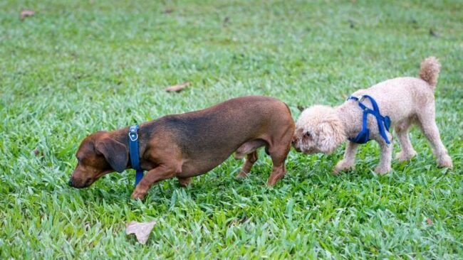 Qué quiere hacer el perro