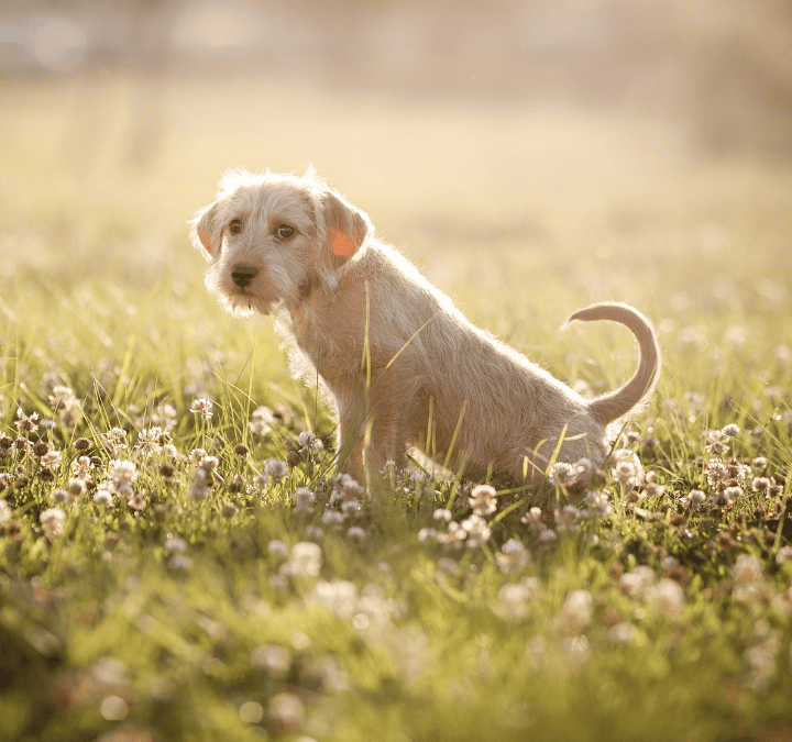 Cómo enseñar a un cachorro a hacer sus necesidades afuera