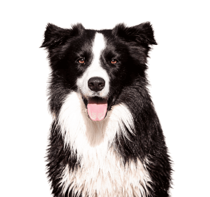 Border Collie características, más allá del mito