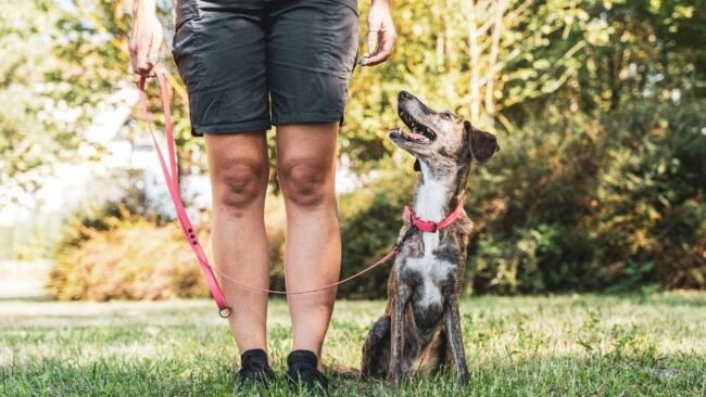 ¿Cuánto control de nuestro perro es demasiado?