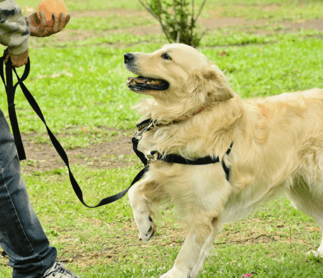 correa para perros 3 metros