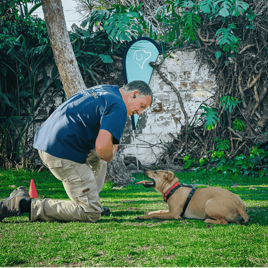 Educación canina: contra los atajos