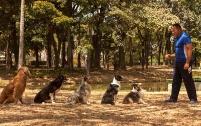 El perro también decide: Cómo construir convivencia sin imponer ni soltar todo