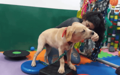 Ejercicios de propiocepción para perros: para qué sirven y cómo empezar