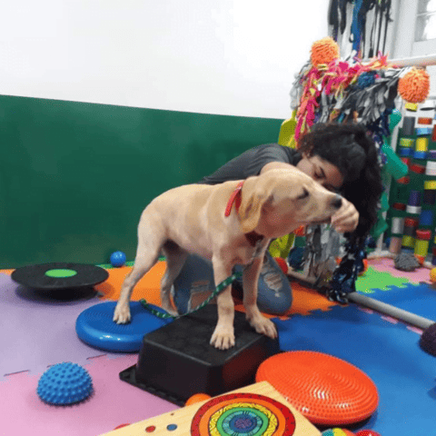 Propiocepción en Perros: Sé el Mejor Amigo de tu Perro