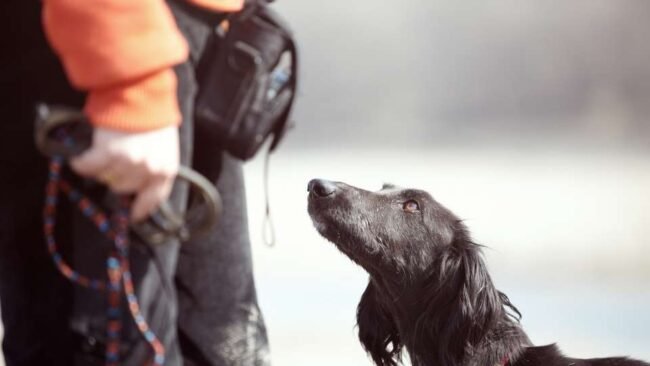 ¿Cuánto control necesita un perro?