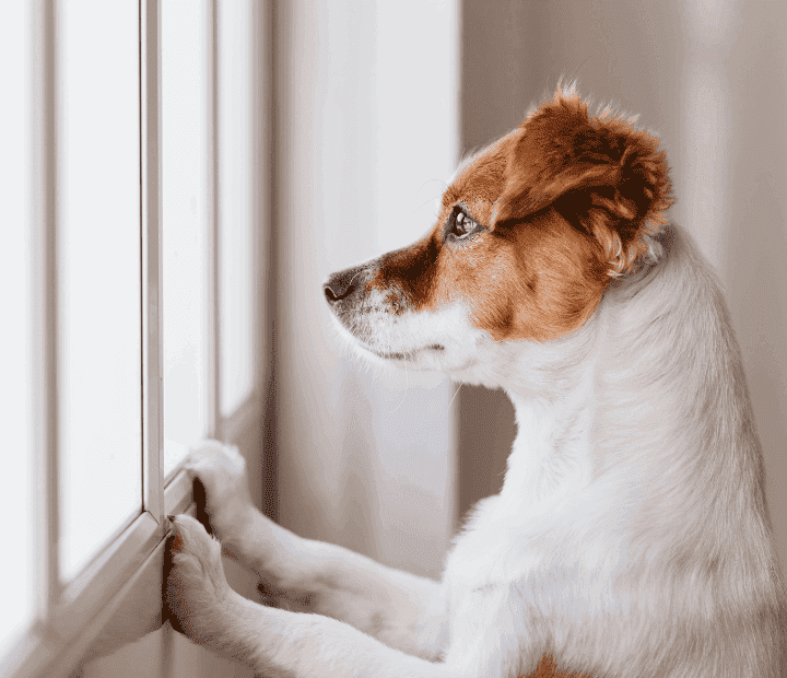 Como abordar la Ansiedad por Separación en Perros