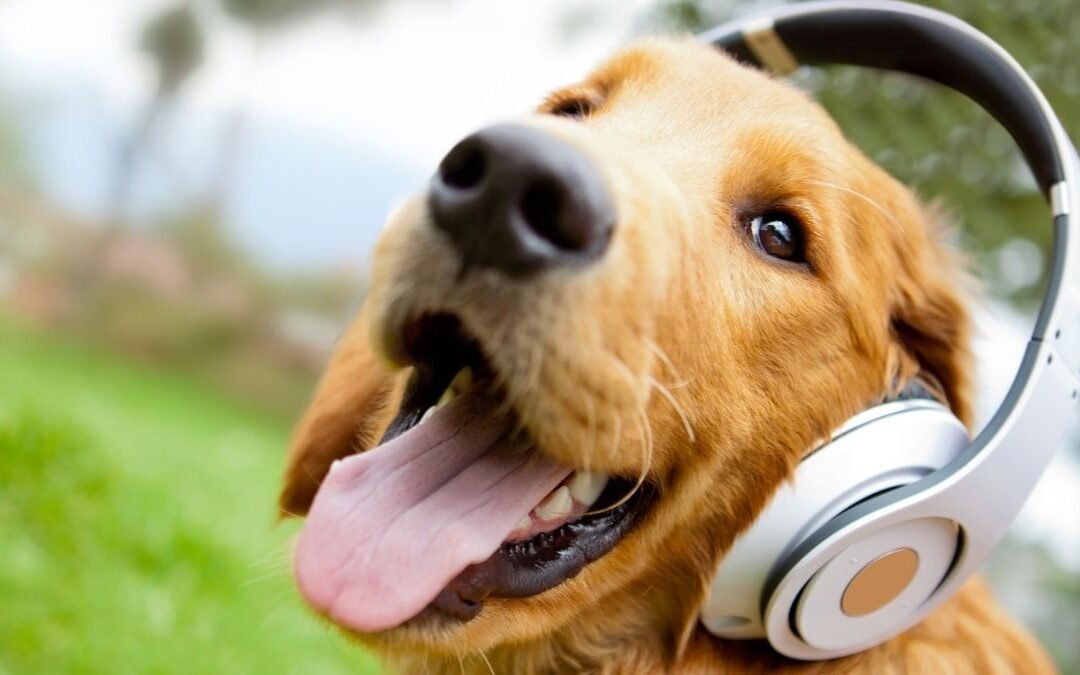 ¿Por qué tu perro te ignora en la calle aunque en casa te haga caso?