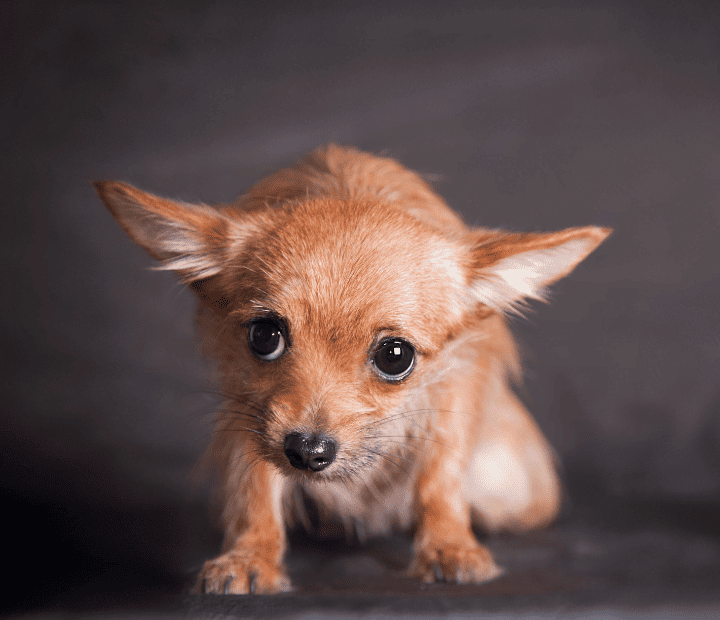 ¿Tu perro tiene miedo? Descubre como ayudarlo