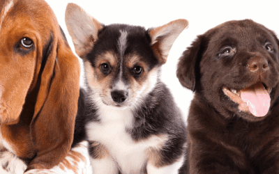 Supera tus Prejuicios: Descubre la verdad sobre las Razas Caninas