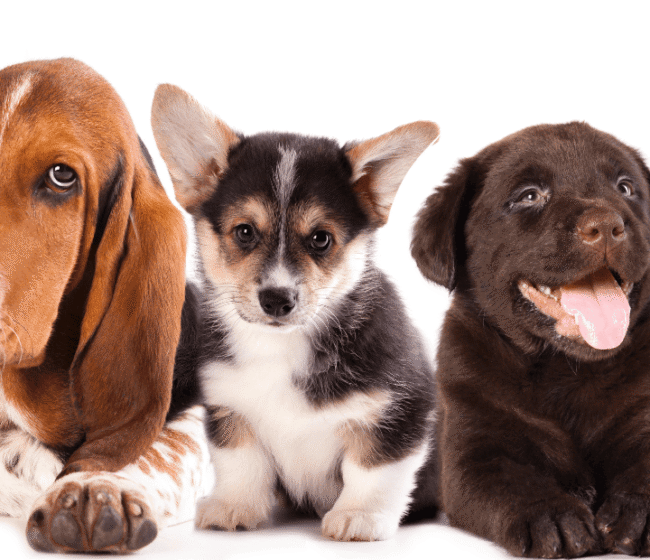 Diseno sin titulo 2 720x620 1