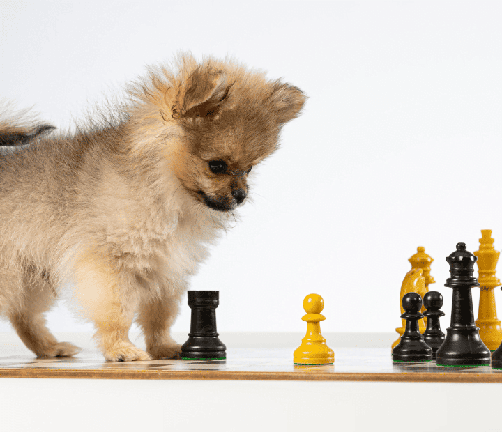 Qué es el Enriquecimiento Ambiental para Perros: Transformará su Vida