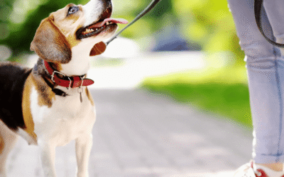 Educación Canina: Desde la Perspectiva del Perro