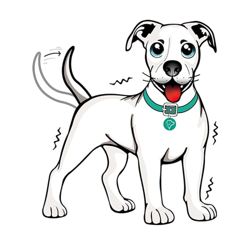 Educacion-y-Adiestramiento-Canino-Individual