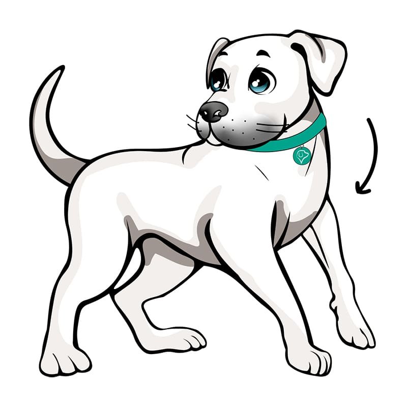 Educacion-y-Adiestramiento-Canino-Individual