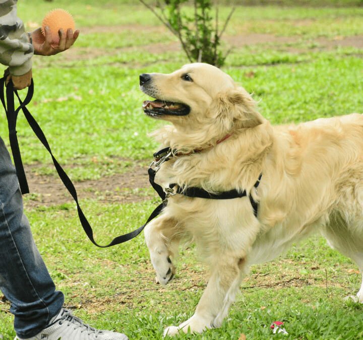 La Motivación en el Perro: más allá de las “ganas”
