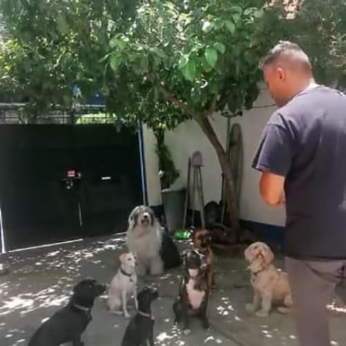 Sergio-Osorio-educador-canino-selva