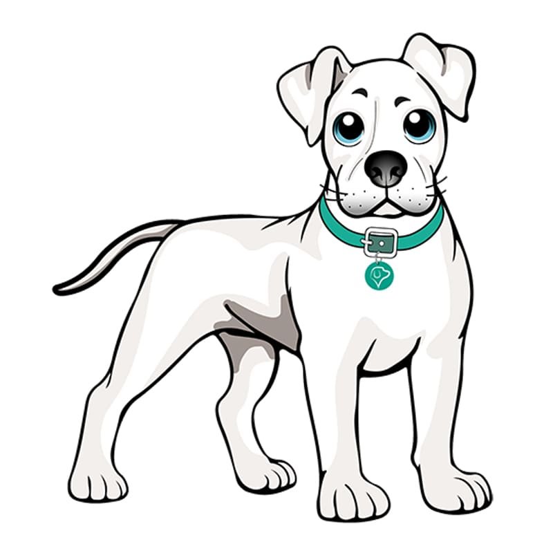 Educacion-y-Adiestramiento-Canino-Individual