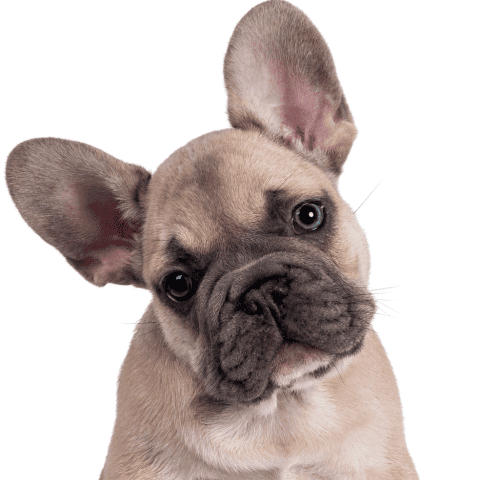 Destete Temprano en Cachorros: Después de los 60 días