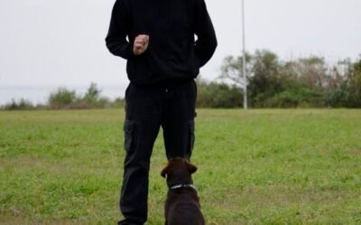 Motivación canina: El secreto del éxito en el adiestramiento