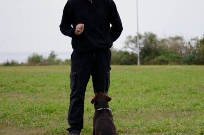 adiestramiento canino selva clases grupales 19 930x620 1