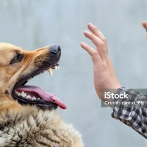 agresion-canina-a-personas
