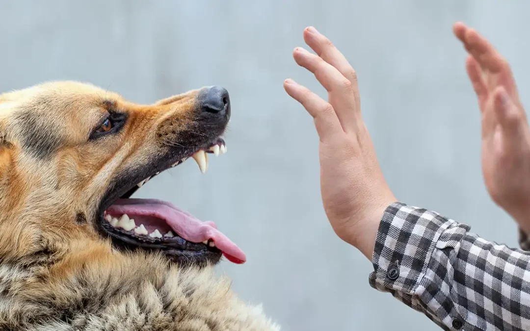 curso de agresion-canina-a-persona escuela selva