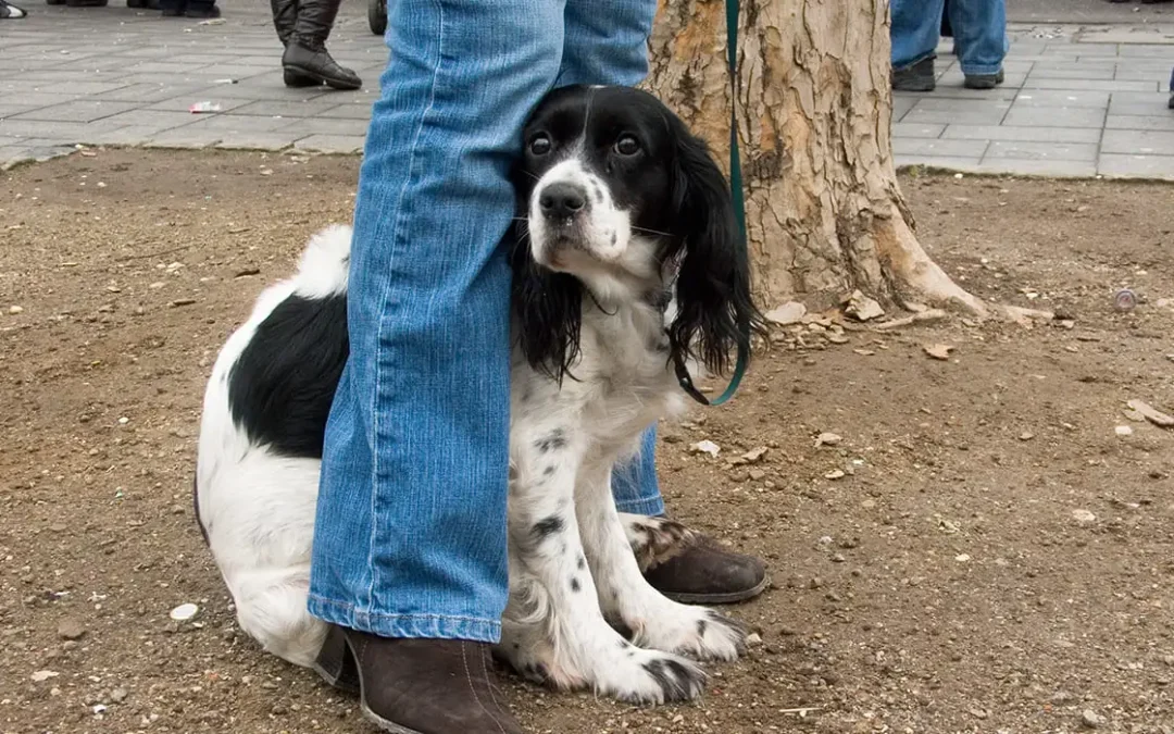 banner-curso-miedos-y-fobias-en-perros