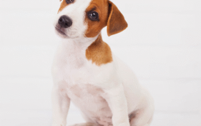 Etapas del Desarrollo del Cachorro (Guía Completa por Edad)
