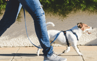 Paseos Sin Límites: Correas para Perros que Amplían tus Opciones