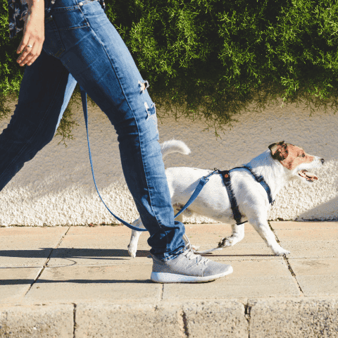 Paseos Sin Límites: Correas para Perros que Amplían tus Opciones