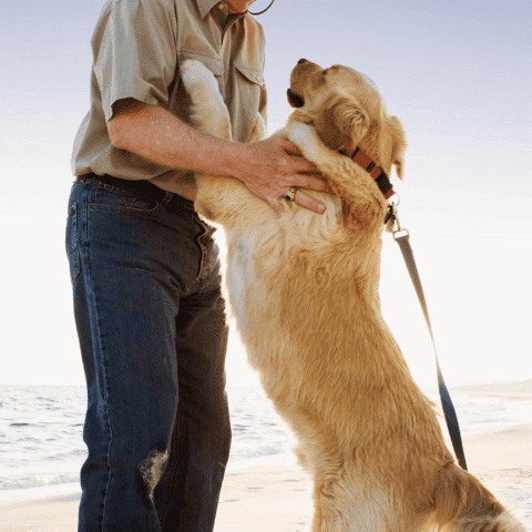 Saludo sin Saltos: Secretos para que TU PERRO NO TE SALTE encima