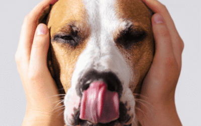 Estrés en Perros: 5 Recomendaciones para Su Bienestar