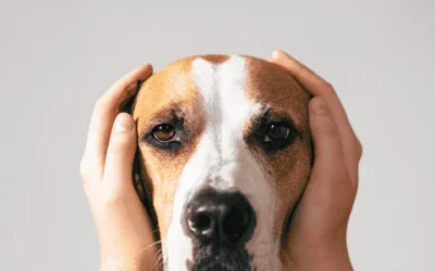 ¡Señales de Estrés en tu Perro – Atención!